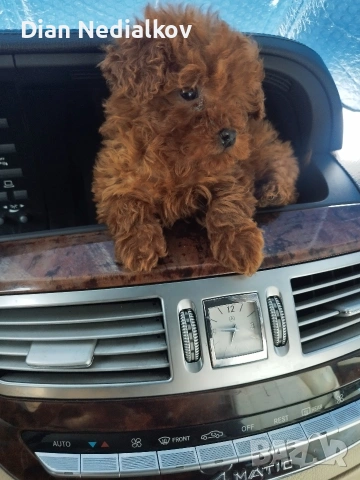 Пудел Tea Cup , снимка 3 - Пудели - 53707333