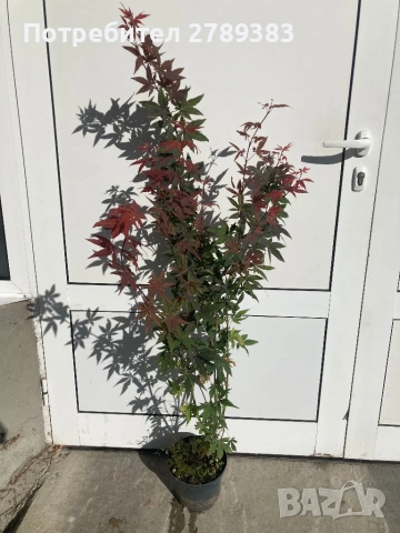 Червенолистен Японски клен, снимка 4 - Градински цветя и растения - 53071692