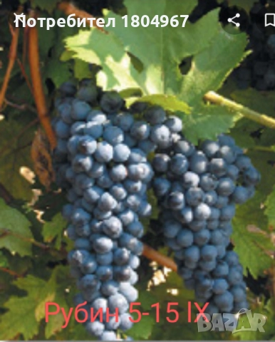 Лозов посадъчен материал , снимка 2 - Разсади - 52487852