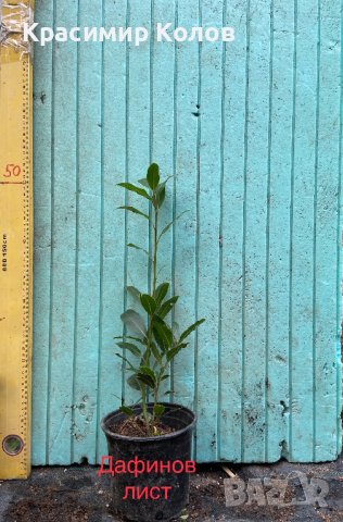 Подправки, билки, лечебни, екзотични растения, снимка 7 - Градински цветя и растения - 42253505