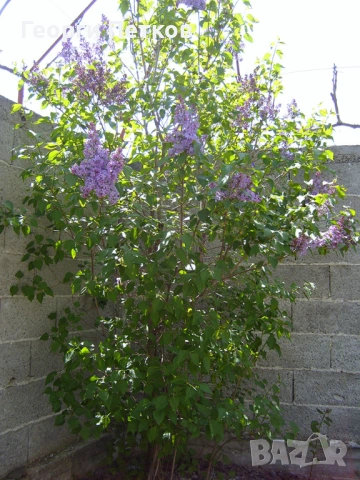Люляк , снимка 6 - Градински цветя и растения - 53658342
