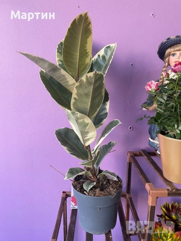Стайни растения за дома и офиса , снимка 10 - Стайни растения - 52435932