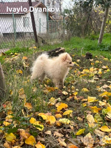 Померанче за всеки, снимка 2 - Померан - 52395525