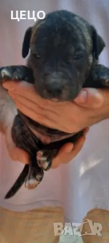  ПРОДАВАМ МАЛКИ ЕЛИТНИ ПИТБУЛИ !!!, снимка 2 - Питбул - 55955633