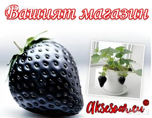 80 семена от плод черна ягода органични плодови ягодови семки от вкусни черни ягоди отлични плодове