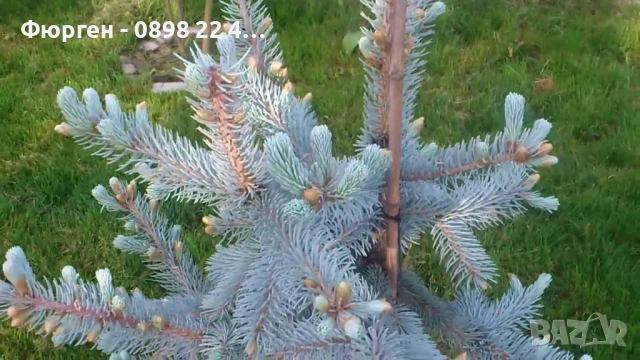 Сребрист смърч (Picea pungens), снимка 2 - Разсади - 35188178