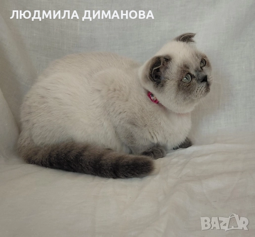 Шотландско момиче със сини очи. , снимка 9 - Британска късокосместа - 52646655