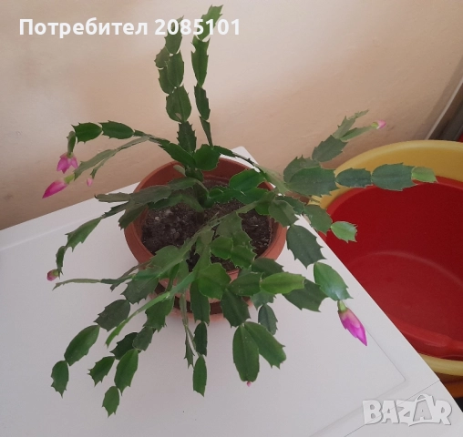 Коледниче, снимка 4 - Стайни растения - 52539915