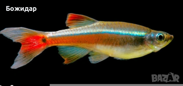 Продавам рибки Кардинал 