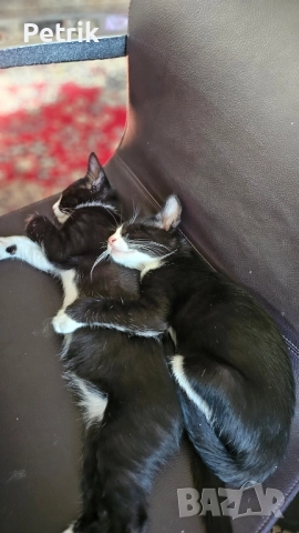 ще го дадем в добри ръце, снимка 17 - Други - 51323889