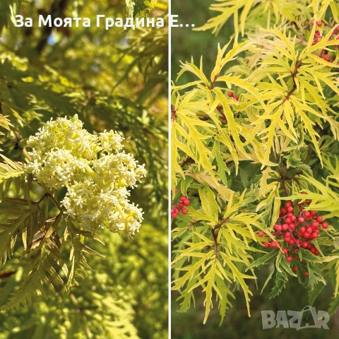 Червен Бъз , снимка 6 - Разсади - 53634250