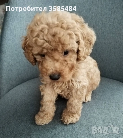 Mini poodle/Мини пудел , снимка 10 - Пудели - 53463482