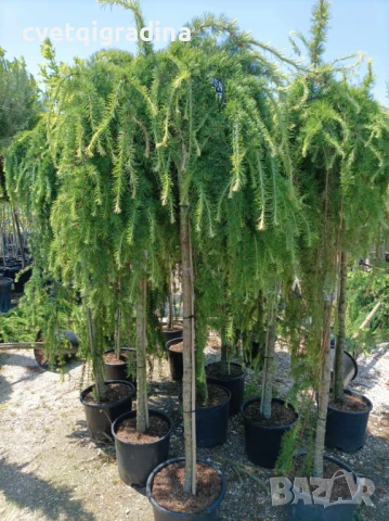 Larix decidua pendula(Ларикс пендула)