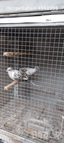 Диамантени гугутки, снимка 12 - други­ - 53403292