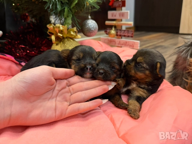 Мини йорки , снимка 2 - Йоркширски териер - 52832440
