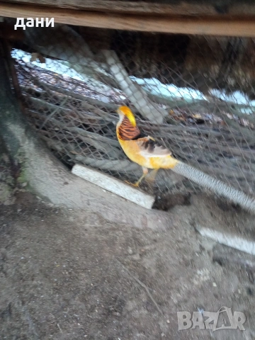 жълто златен фазан, снимка 2 - други­ - 53062305