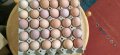 Оплодени яйца от черен австралорп , снимка 3