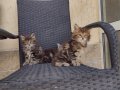 Мей кун мъжки и женски котенца, снимка 5