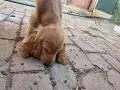 Малко куче Кокер Шпаньол мъжко, снимка 1
