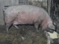 Женско прасе с менгуши, снимка 3