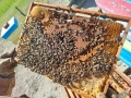 Продавам пчелни семейства, снимка 4