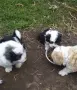 Руски цветни болонки!!, снимка 1