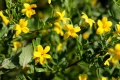 🌿💛🌱 Храстовиден жасмин (Jasminum fruticans), снимка 1