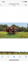 Изкупуване на земеделска земя в с.Избеглии и стари изоставени лозя в с.Златовръх , снимка 1 - Земеделска земя - 31561593