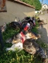 Продавам , домашно-отгледани пуйки,пуяци,петли и кокошки,  за разплод  , снимка 12