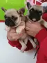 Френски булдог french bulldog , снимка 9