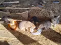 Подарявам малки котета, снимка 2