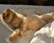 Клепоухи шотландски котета , снимка 5
