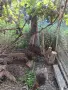 Фазани трагопан , снимка 6