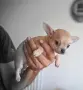 Мини чихуахуа момче и момичета, снимка 7