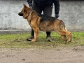 Немска Овчарка, снимка 2