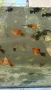 Рибки за аквариум живородни , снимка 13