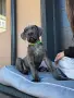 Кане Корсо - Cane Corso кученца, снимка 10