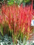 Императа Червен Барон, Imperata 'Red Baron', Декоративна трева, снимка 7