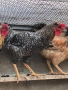 Продавам петли за клане за Петльовден или за разплод, снимка 1