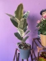 Стайни растения за дома и офиса , снимка 10