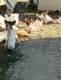 Бебета френски булдог , снимка 1