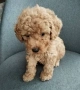 Mini poodle/Мини пудел , снимка 10