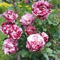 Роза 53, снимка 1 - Градински цветя и растения - 41820734