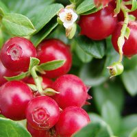 Боровинка(Червена Перла), снимка 2 - Градински цветя и растения - 40307152