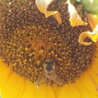 Пчелен мед от производител - биологично производство, снимка 7 - Други - 41914036