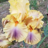 ризоми от сортови брадати ириси, снимка 10 - Градински цветя и растения - 41372392