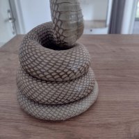 Препарирана кобра - истинска, снимка 5 - Други ценни предмети - 43921542