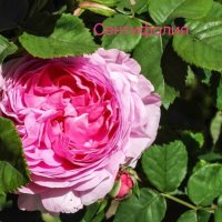 Разсад маслодайни рози, снимка 3 - Градински цветя и растения - 42641069