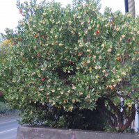 Ягодово дърво/Arbutus unedo (кумарка), снимка 10 - Градински цветя и растения - 39955636