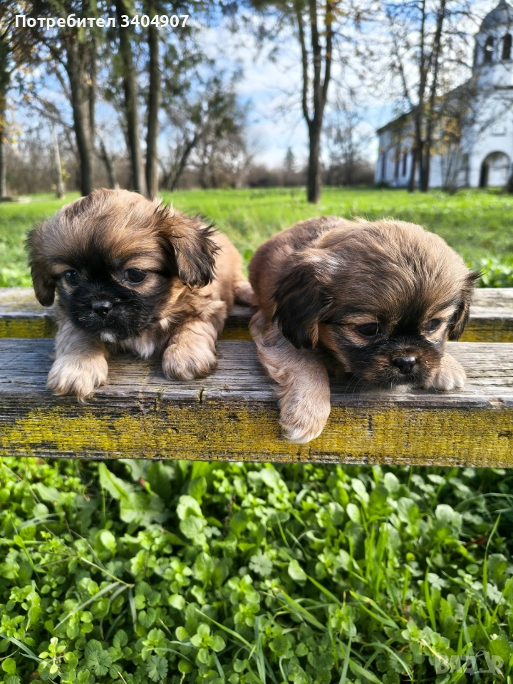 бебета Пекинез , снимка 1